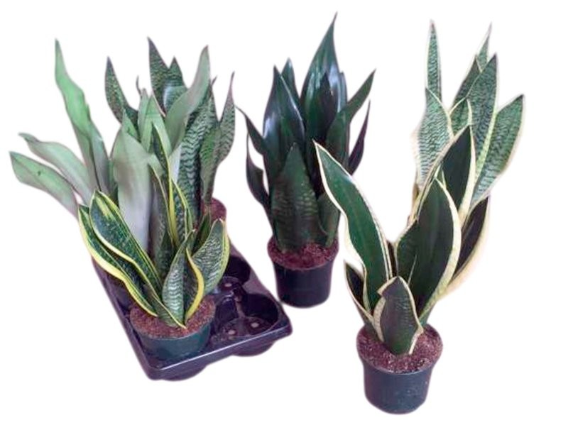 SANSEVIERIA M15- 40cm. MIX