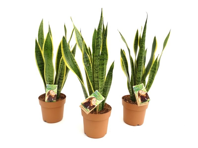 SANSEVIERIA M17- 70cm. LAURENTII