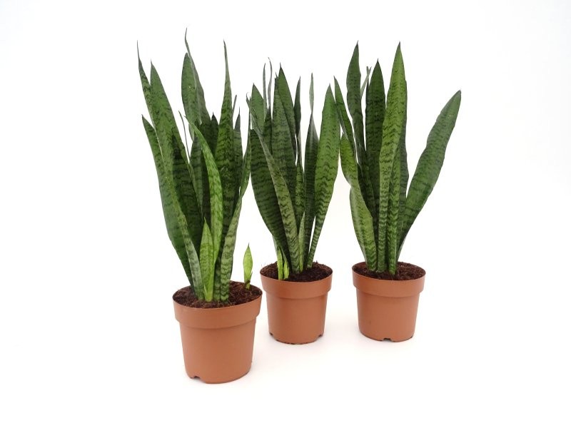 SANSEVIERIA M17- 50cm. ZEYLANICA