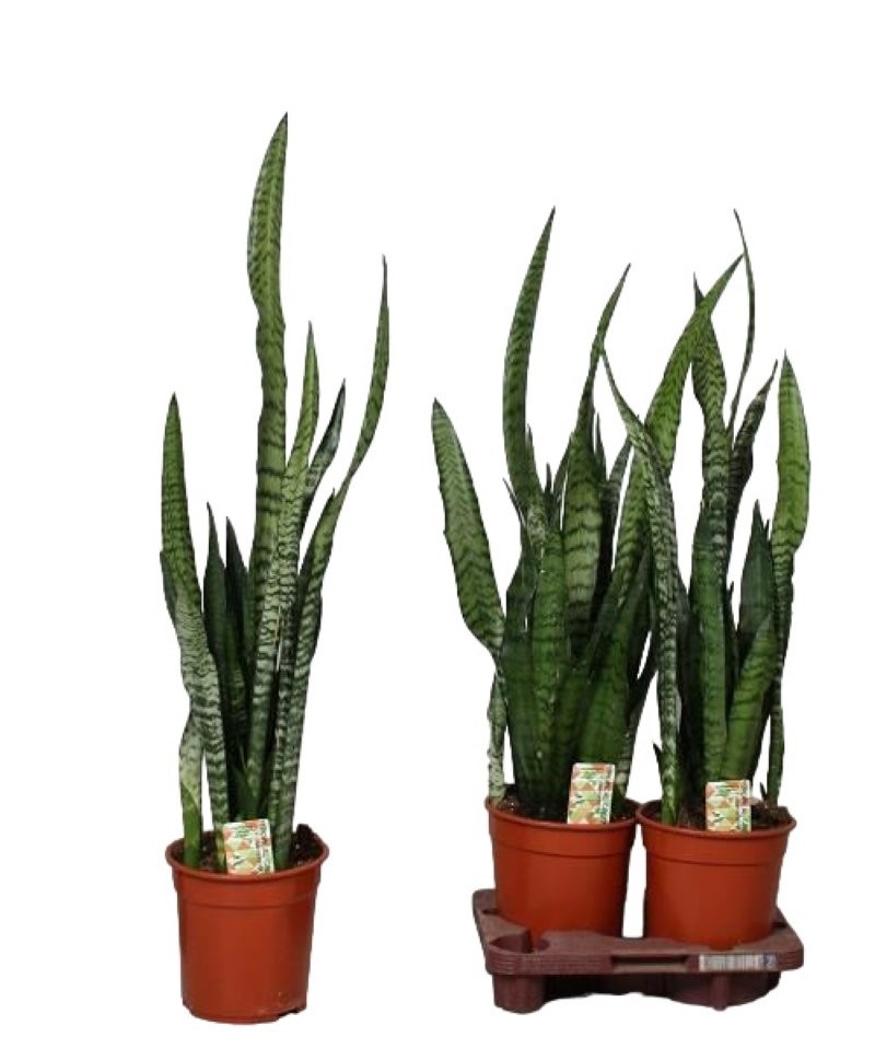 SANSEVIERIA  M20- 90cm. ZEYLANICA