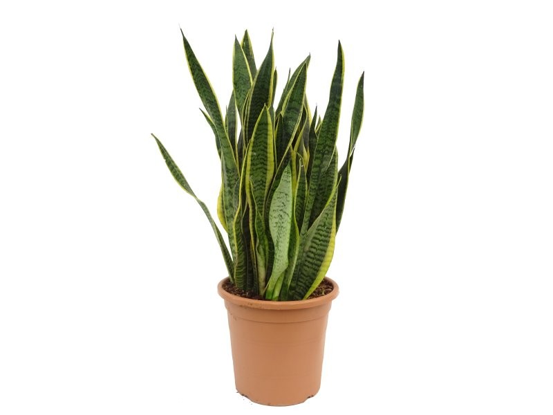 SANSEVIERIA  M25- 70cm.