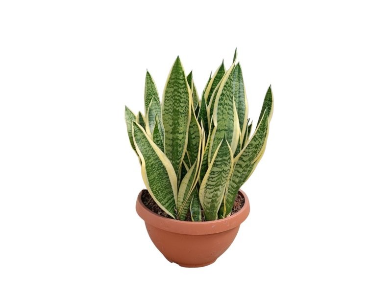 SANSEVIERIA SUPERBA FUTURA T 14L