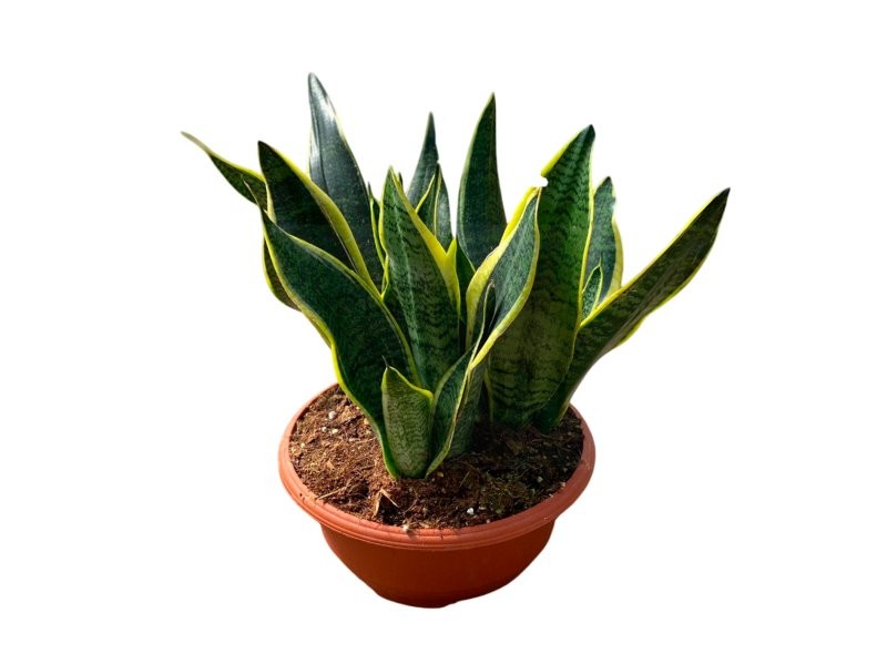 SANSEVIERIA  TARRINA 25   3 plantas
