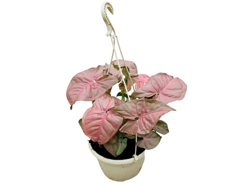 SYNGONIUM  M15 RED NEON PENJAR
