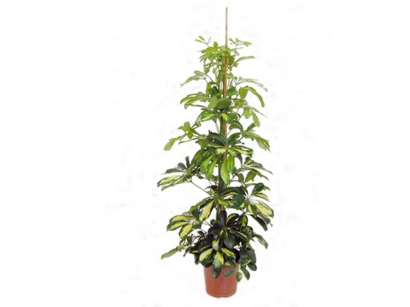 SCHEFFLERA  M21-120cm.