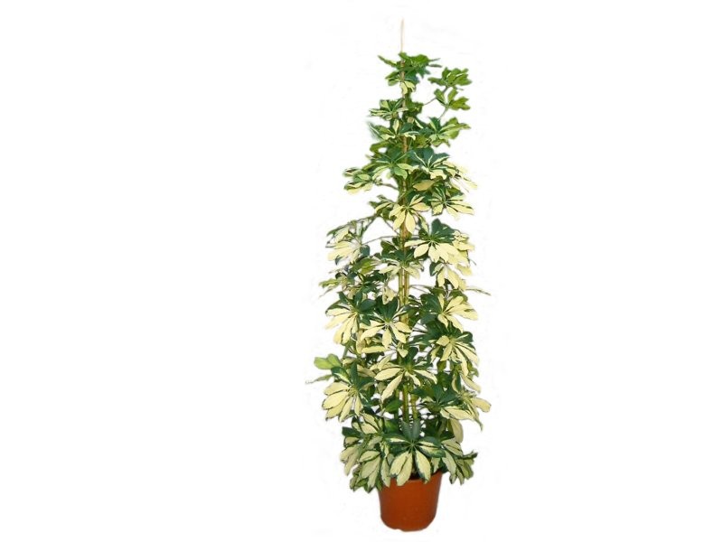 SCHEFFLERA  M22-150cm.
