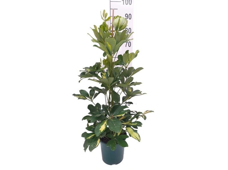 SCHEFFLERA  M17- 90cm.