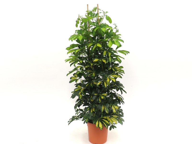 SCHEFFLERA  M29- GRUPO