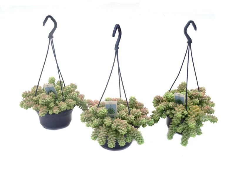 SEDUM  BURRITO  PENJAR  M14