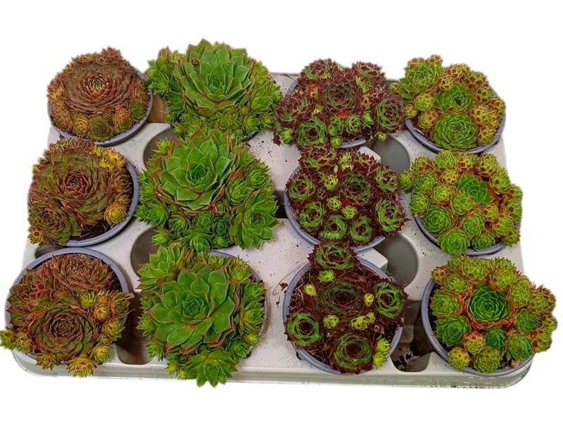 SEMPERVIVUM  M 9 (Safata 12u)