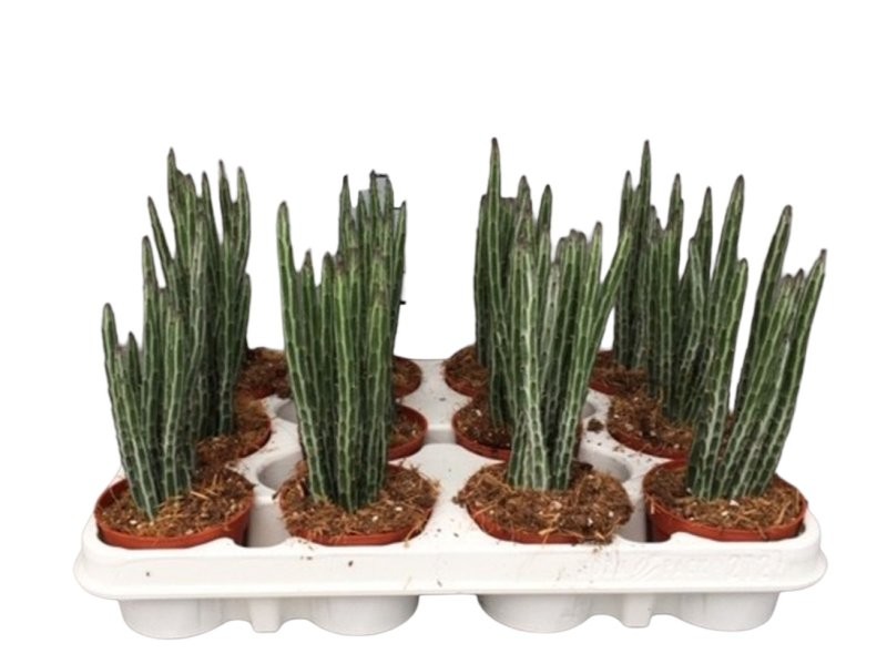 SENECIO STAPELIAEFORMIS M 9