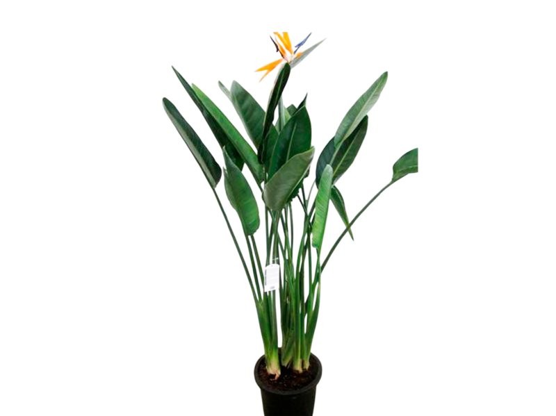 STRELITZIA REGINAE  M30