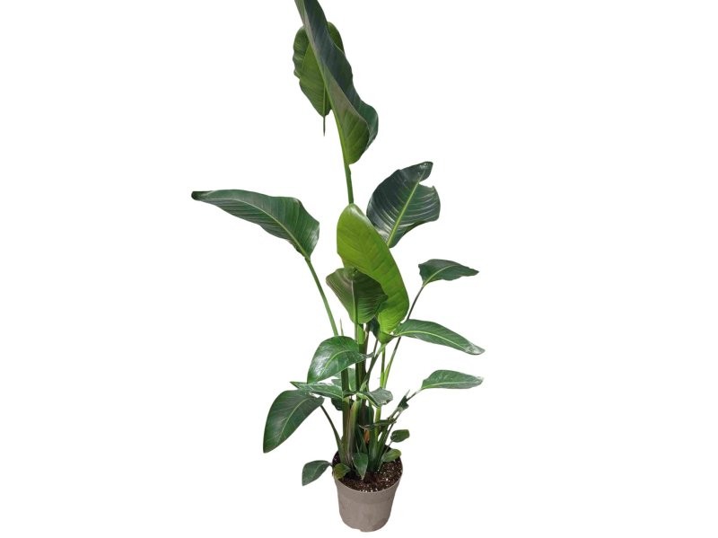 STRELITZIA AUGUSTA  M24-140cm. 3 plantes