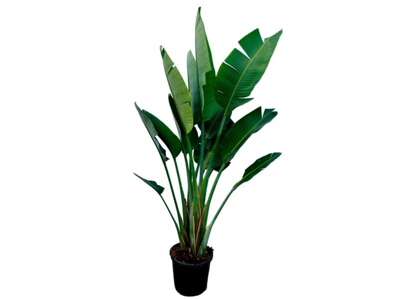 STRELITZIA AUGUSTA  M40 3plantes