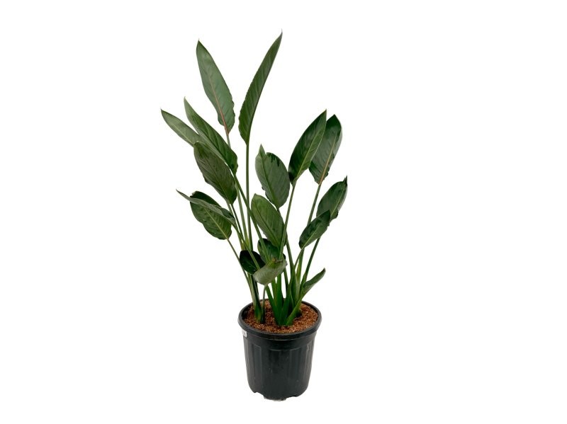 STRELITZIA REGINAE 15L 3 plantes