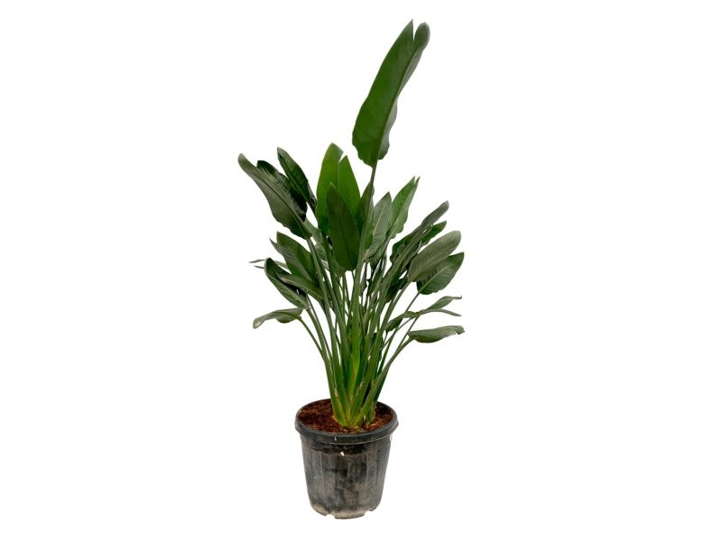 STRELITZIA REGINAE 30L 3 plantes