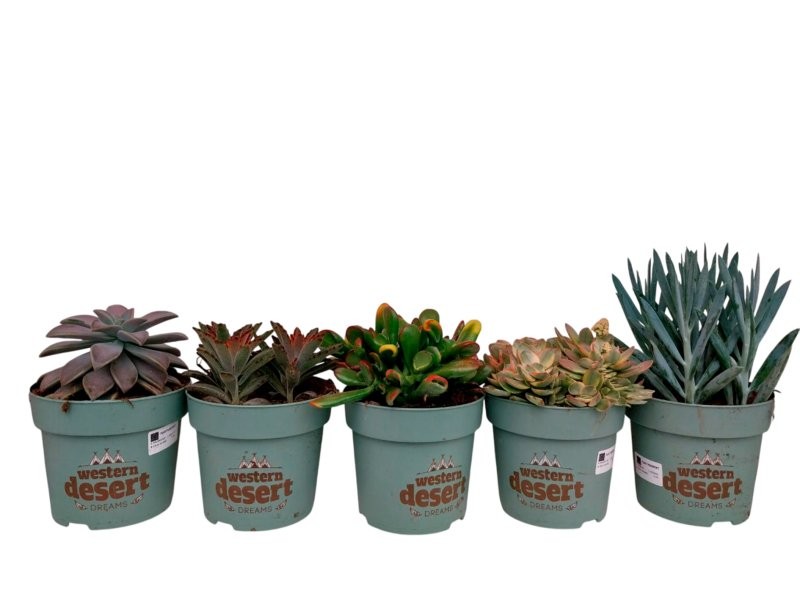 SUCCULENTEN  M14 MIX