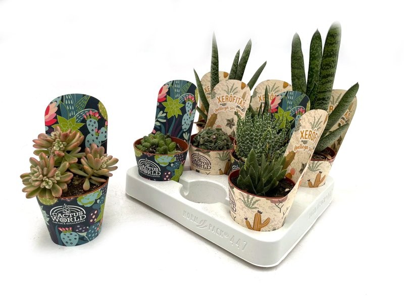 SUCCULENTS SELECTION MIX  M 8.5 (bandeja 8)