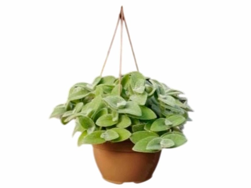 TRADESCANTIA  T20 SILLAMONTIANA