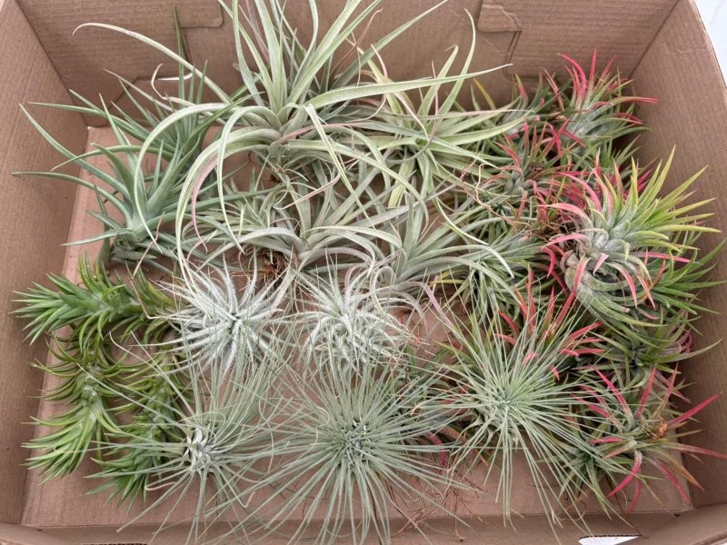 TILLANDSIA SUELTA per enganxar, PETITA
