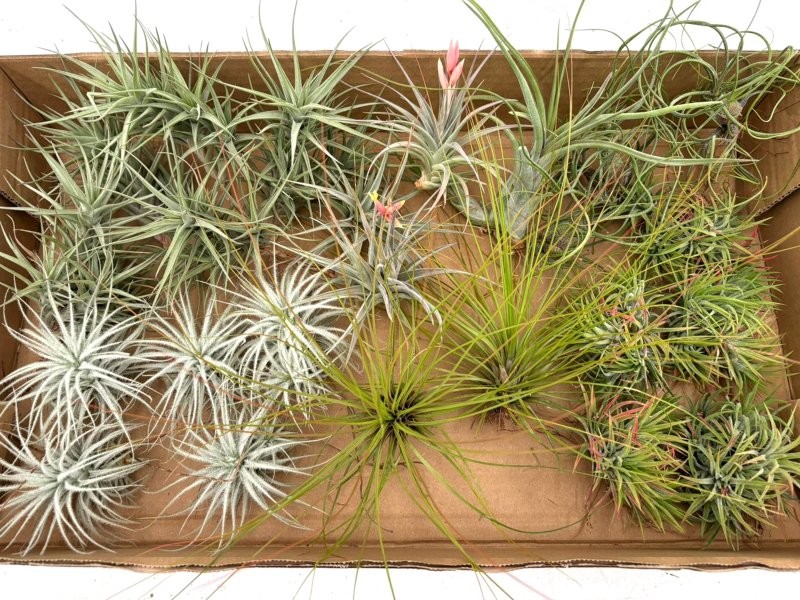 THILLANDSIA SUELTA per enganxar, MITJANA