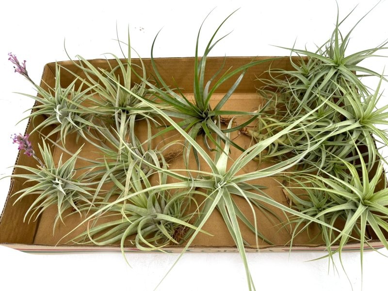 THILLANDSIA SUELTA per enganxar, GRAN