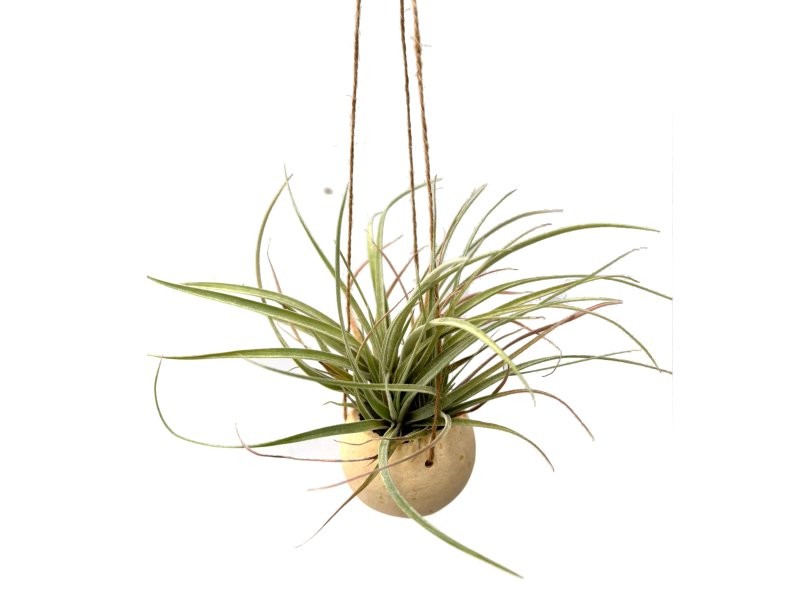 THILLANDSIA SUELTA Couroupita Pod Hander