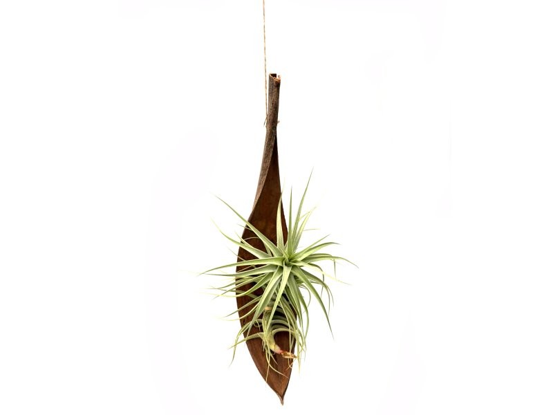 THILLANDSIA SUELTA Palm Pod Hander
