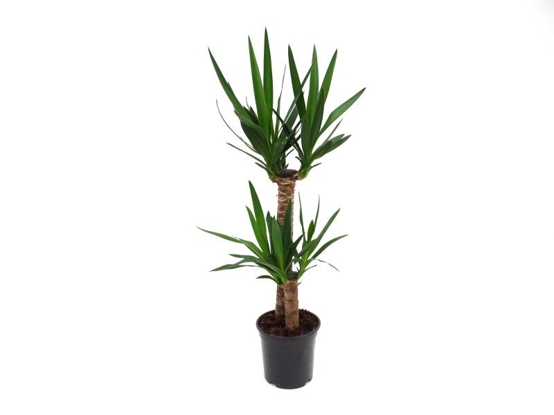 YUCCA 2 troncs  M19 60.30