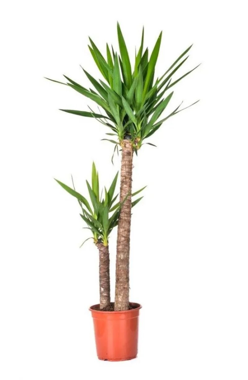 YUCCA, 2 troncs  M22 90.60 CM