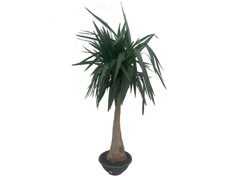 YUCCA  MAYA M40-120cm.