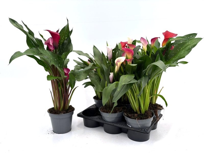 ZANTEDESCHIA  M14 calla colors Sr.