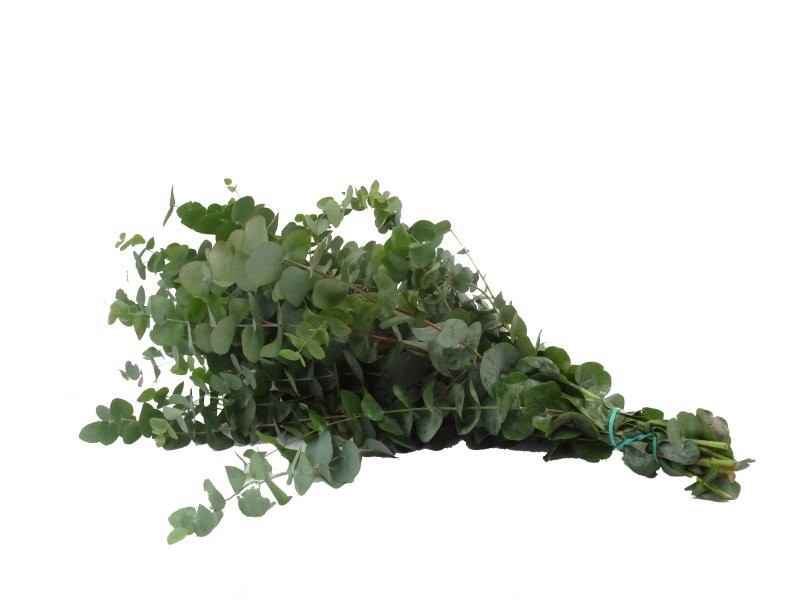 VERDS, EUCALIPTO USA