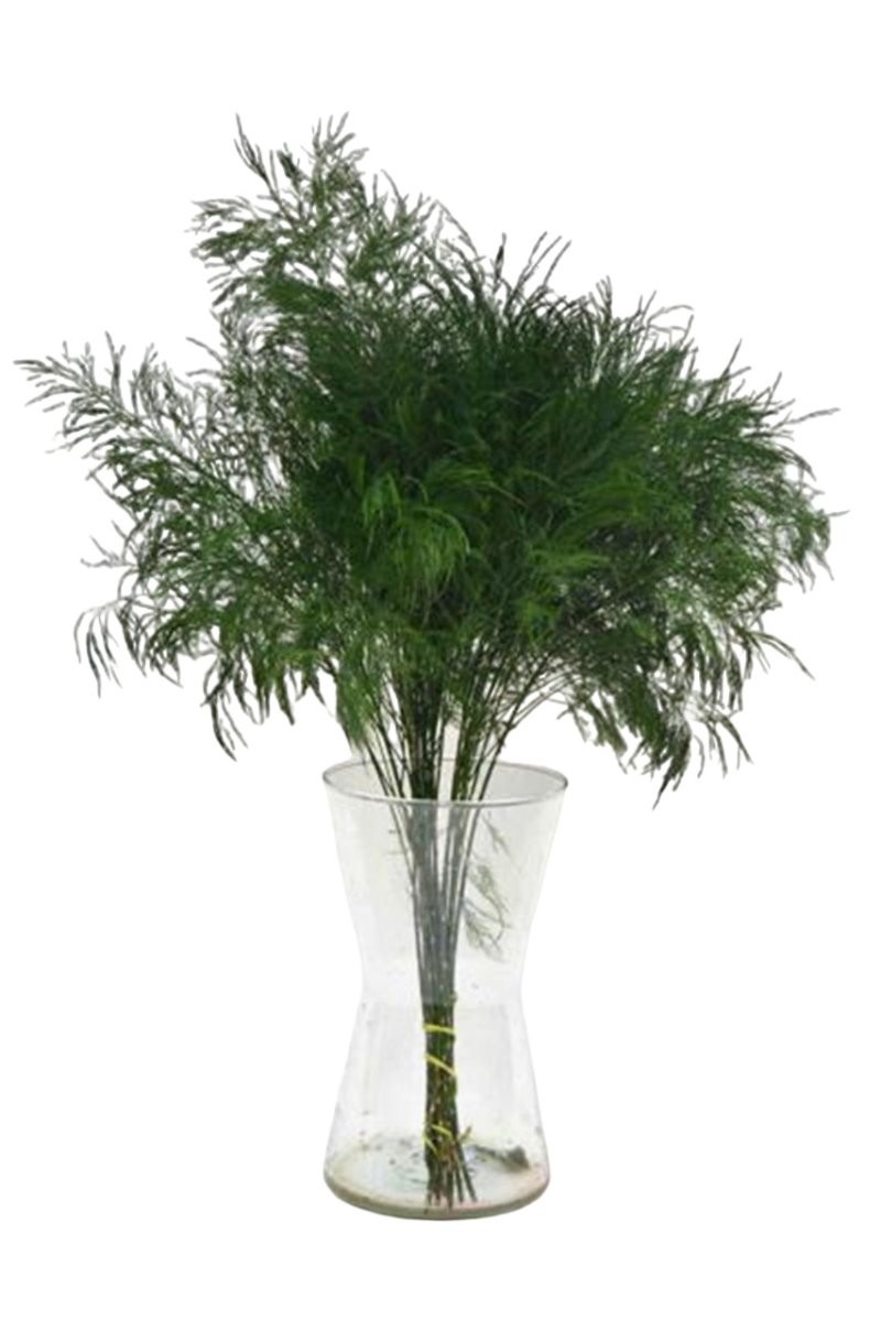 VERDS, TREE FERN PAQ. x 20 tiges.