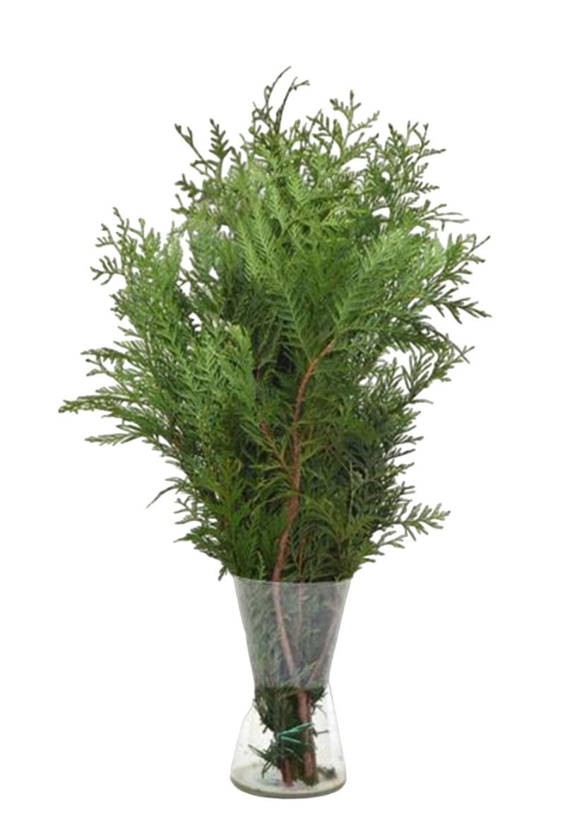 VERDS, THUYA PAQ. 50CM NACIONAL