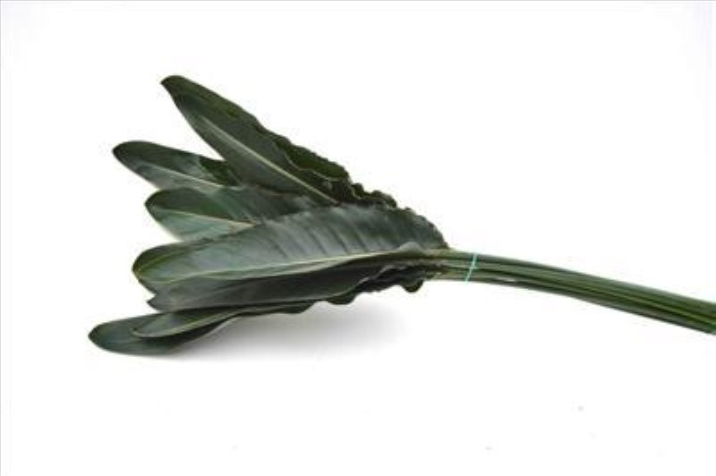 VERDS, FULLA STERLITZIA paq.x10