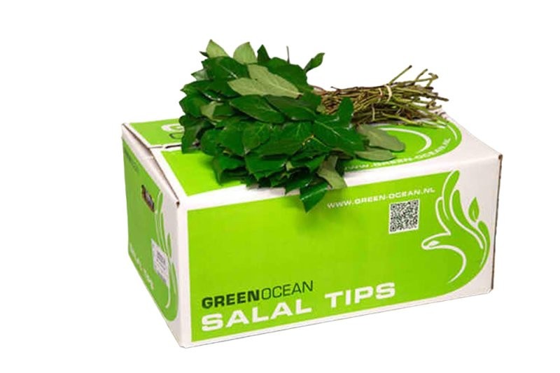 VERDS, SALAL FERN TIPS IMPORT