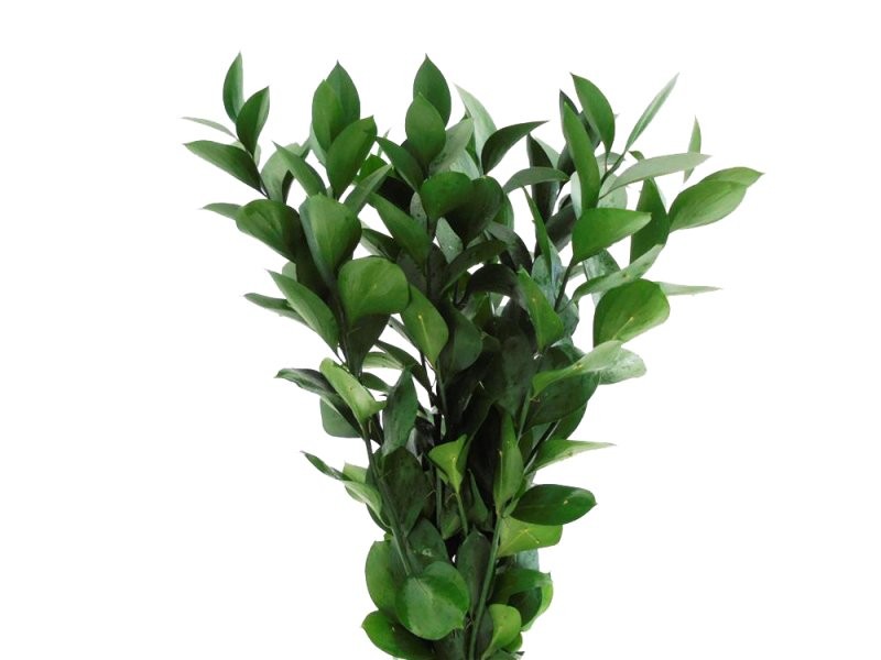 VERDS, RUSKUS 80CM NACIONAL 10T