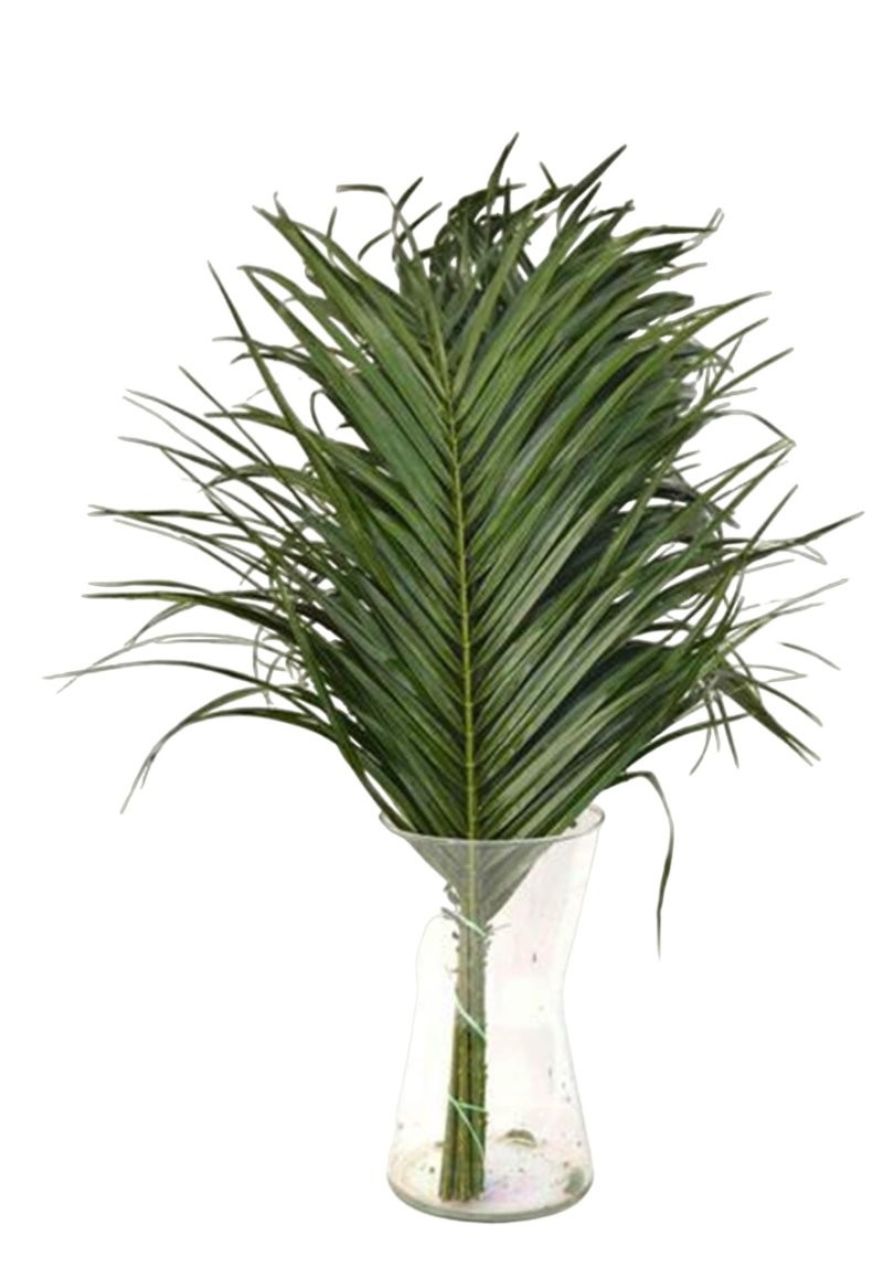 VERDS, ROBELLINI 80cm paq.x10