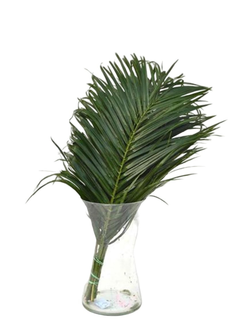 VERDS, ROBELLINI 60cm paq.x10