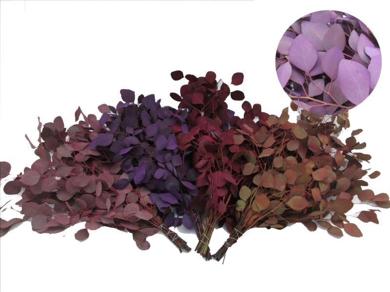 VERDS, POPULUS TENYIT