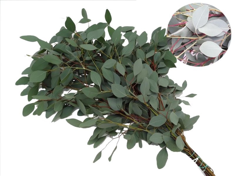 VERDS, EUCALIPTO POPULUS