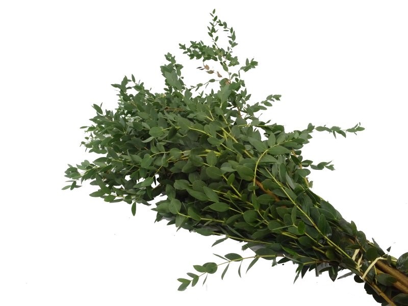 VERDS, EUCALIPTO PARVIFOLIA