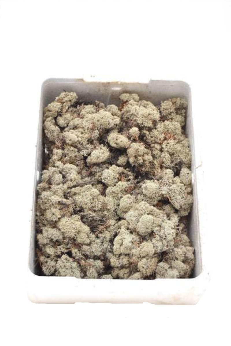 VERDS, MOLSA BLANCA (ICELAND MOSS) IMPORT