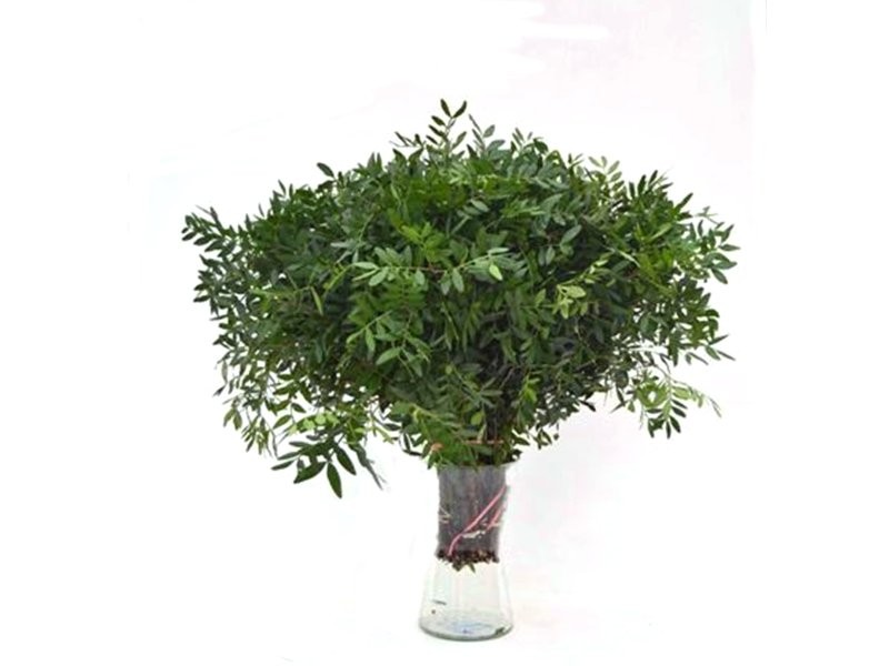 VERDS, MATA NACIONAL 5 PQ BOLA