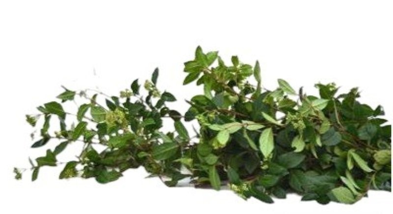 VERDS, MARFULL (V.TINUS) PAQ. NACIONAL