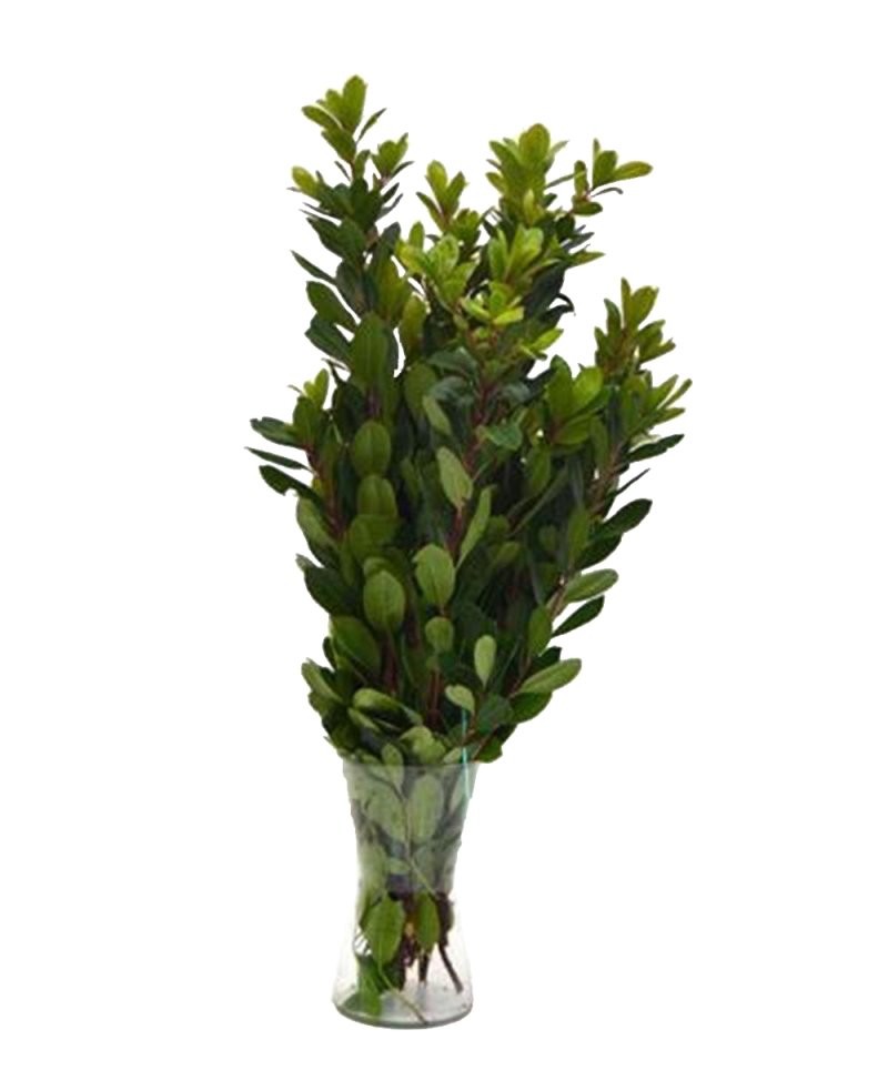 VERDS, ARBOÇ PAQ 70CM NACIONAL