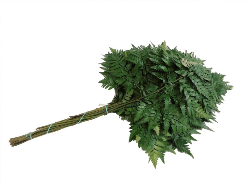 VERDS, LEATHER EXTRA