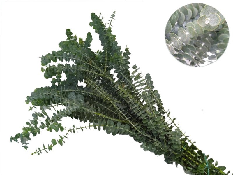 VERDS, EUCALIPTO GUNNI