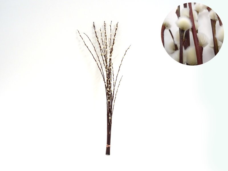 VERDS, GATELL 100cm.